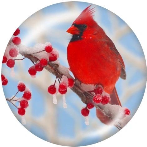 Snaps_ZZD5370-20CH_1